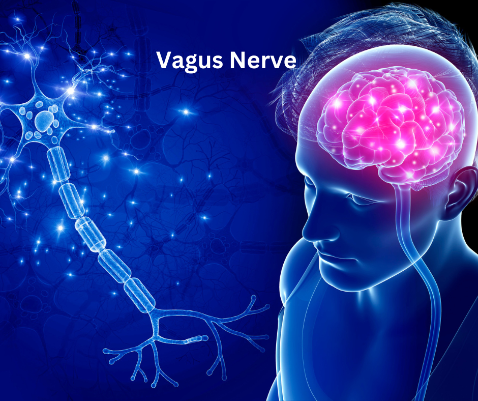 What is the 10 cranial nerve?